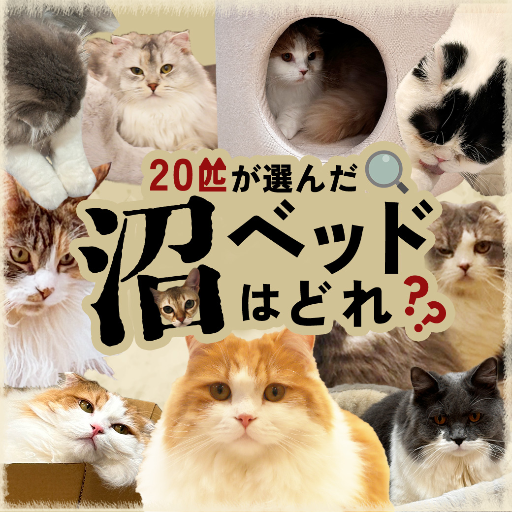 20匹のねこちゃんが選ぶ、沼ベッドはどれだ？！