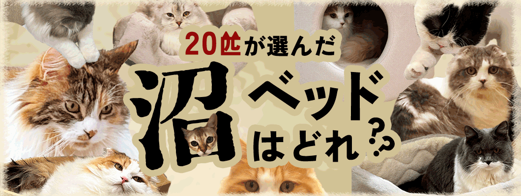 【検証】20匹のねこちゃんが選ぶ、沼ベッドはどれだ?!