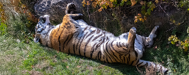 �ł������L