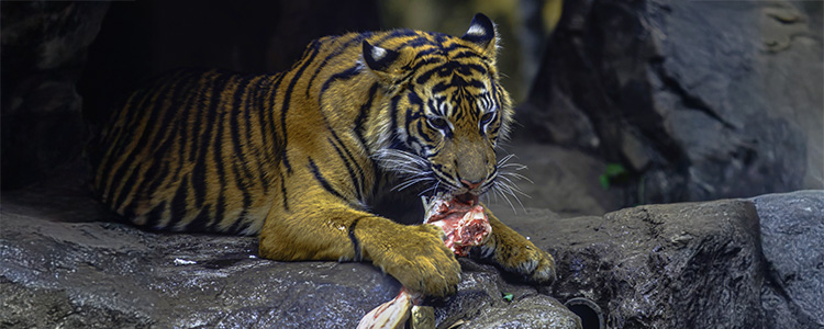 �H�����̃g��