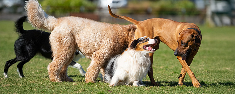 犬と遊ぶ犬